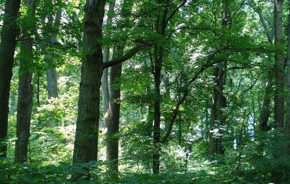 Evropska komisija je predstavila sveženj ukrepov za zaščito in obnovo svetovnih gozdov