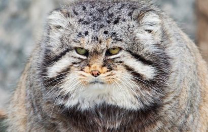 10 dejstev o manulih, najbolj zlovoljnih divjih mačkah Rusije