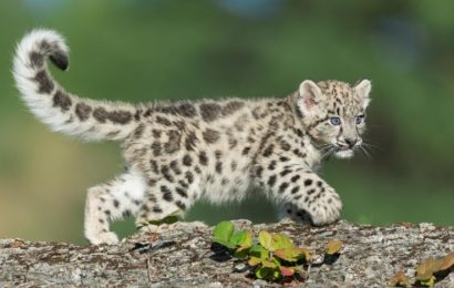 Zakaj snežni leopard grize svoj rep in druge zanimivosti o tej čudoviti gorski mački