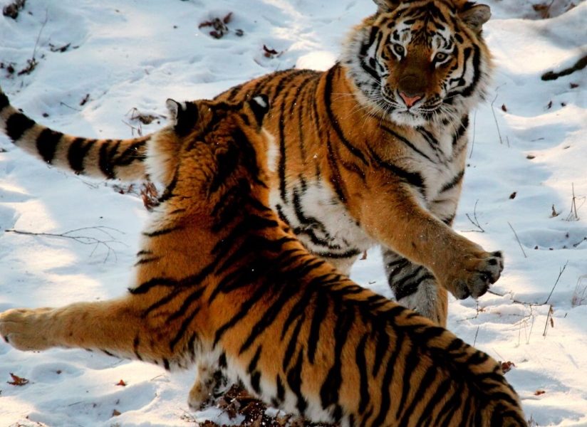 Kakšna je verjetnost, da boste v Rusiji srečali tigra?