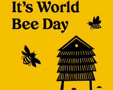 Ob svetovnem dnevu čebel posebno pozornost namenjamo mladim