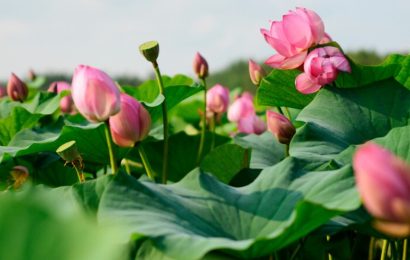 Kje v Rusiji lahko opazujete cvetenje lotosa (FOTOZGODBA)