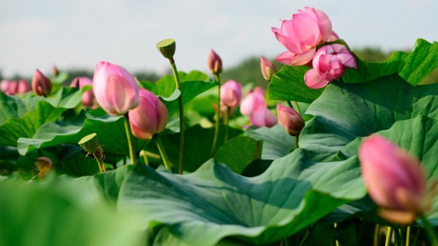 Kje v Rusiji lahko opazujete cvetenje lotosa (FOTOZGODBA)
