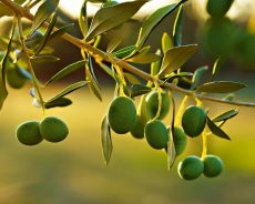 26. november je svetovni dan oljke – simbola miru, modrosti in harmonije