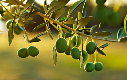 26. november je svetovni dan oljke – simbola miru, modrosti in harmonije