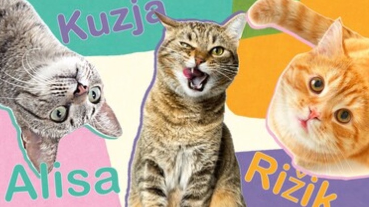 10 priljubjenih ruskih imen za mačke!