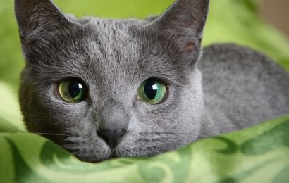 5 dejstev o glavni aristokratki med mačkami – ruski modri mački (FOTO)