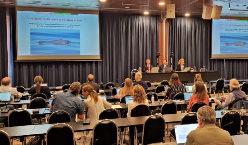 Zasedanje Znanstvenega odbora Mednarodne komisije za kitolov na Bledu